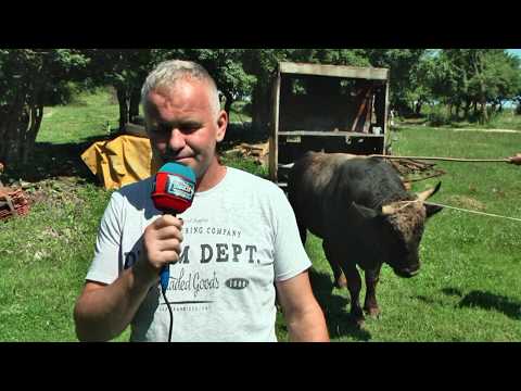 KORIDASI PAZNJA MLADJO SKRBIC PRODAJE DOBAR DIO GOVEDA 2020