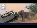 Moment an elephant attacks a safari truck filled with tourists in South Africa
