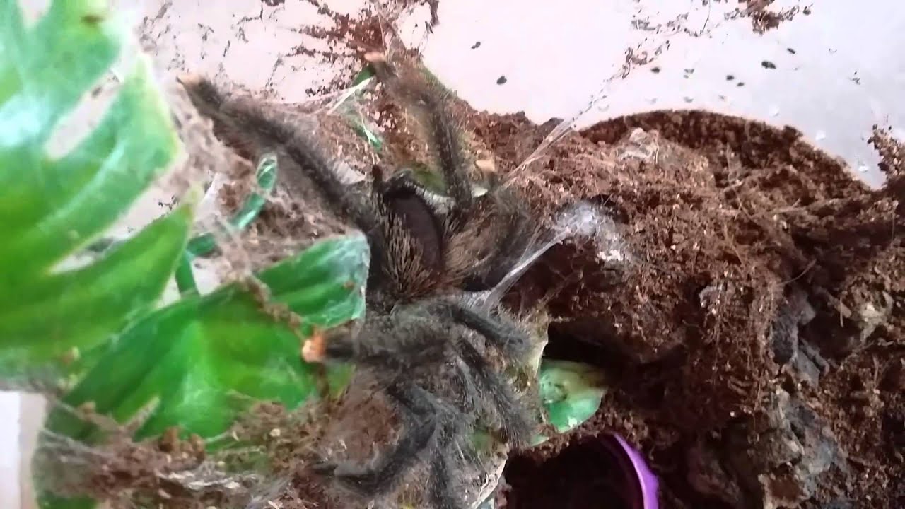 youView Tarantulas -Tarantula's for sale!! T'SALE!!!