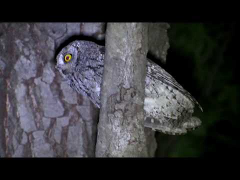 Otus cyprius duet