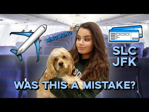 Flying Delta Airlines with a dog in cabin Vlog (2021 pet rule update)