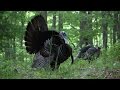 CRAZY Hunt With Huge Turkey At 10 Steps