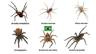 Cada Aranha do Brasil Explicado em 7 min