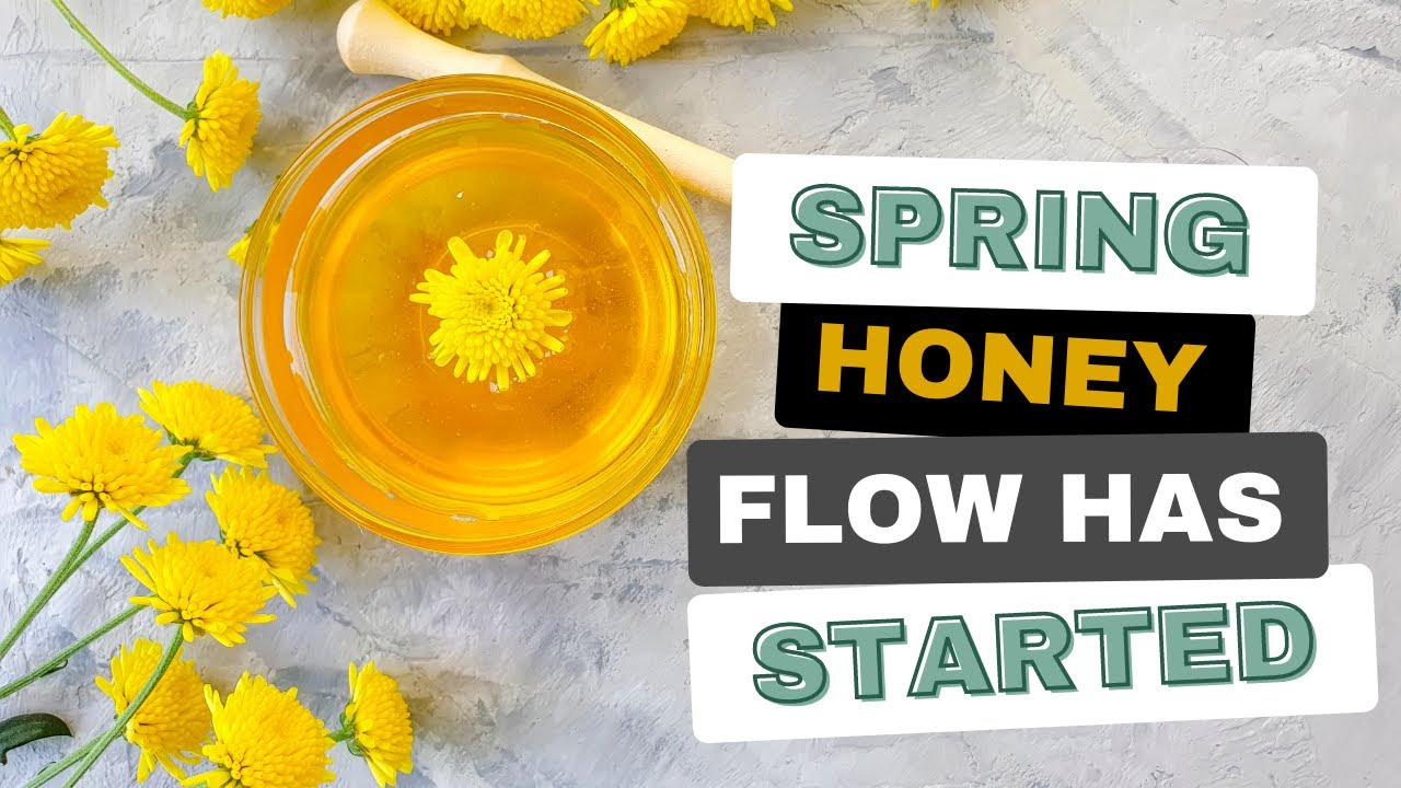 Spring Honey Flow Has Started - WOW