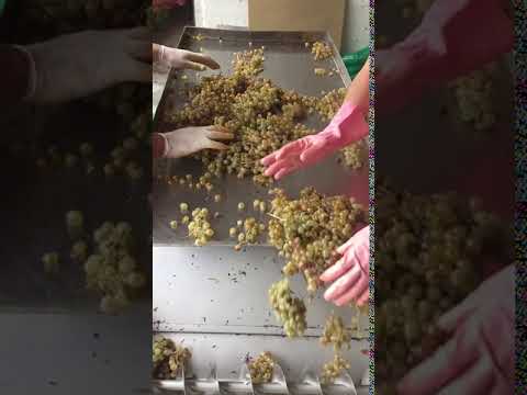 Grape sorting and processing