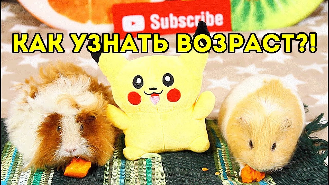МОЛОДОЙ ПРОТИВ СТАРОГО Как Определить Возраст Морской Свинки / SvinkiShow