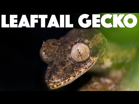 download lagu mp3 mp4 Leaf Tailed Gecko Care, download lagu Leaf Tailed Gecko Care gratis, unduh video klip Leaf Tailed Gecko Care