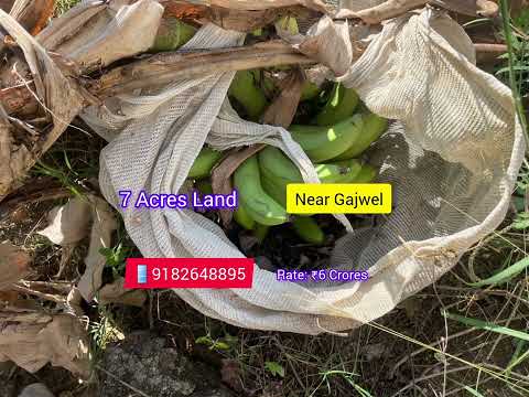 7 Acres #land @ #gajwel With Different Crops #farmfield #farmland #agricultureland #redsoil #mango