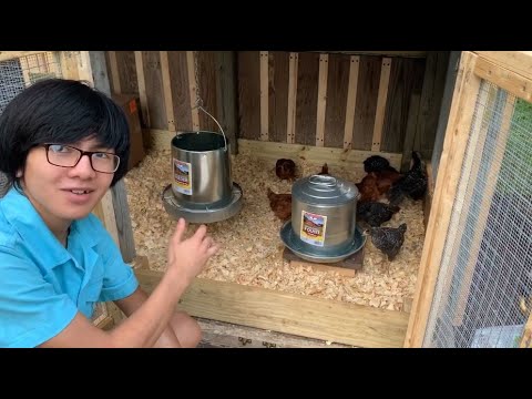 , title : 'Little Giant Drinker Galvanized Poultry Water Fountain Review & Demo | Raising Backyard Chicken Ep12'