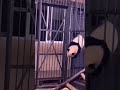 Kongfu Panda ️ Panda Funny Animal Animals Whatsappstatus