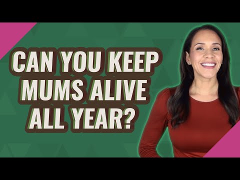 お母さんを一年中生かし続けることができますか？