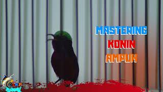 Download lagu MASTERAN KONIN ISIAN CILILIN BELALANG EMAS DAN PLECI mp3