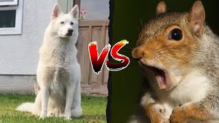 Squirrel Vs Husky.. Who Wins?