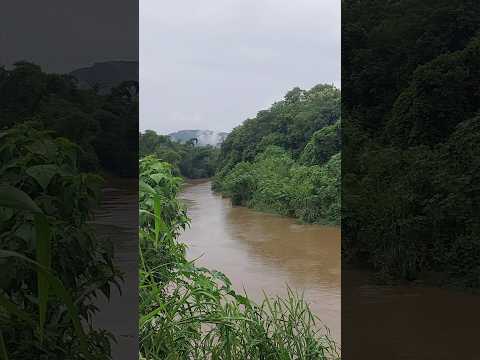Rio macacu com nível de água alto #cheias #rio #chuvas #cachoeirasdemacacu