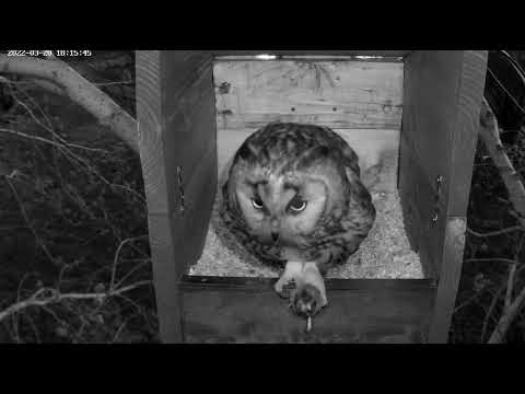 Long Eared Owl - Hungary - Feeding  31.03.2022.