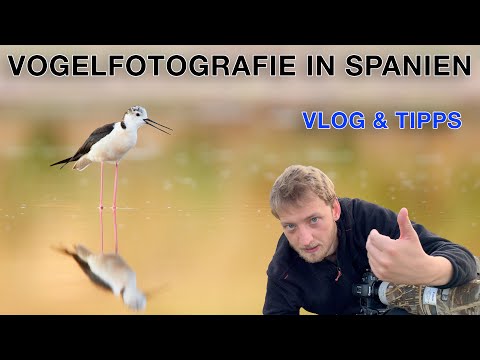 VLOG Vogelfotografie - Bei Steinkäuzen und Stelzenläufern