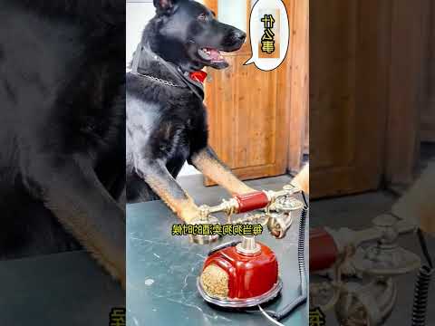 Chú chó tốt bụng #192 | Chú chó này quá giỏi hơn sự tưởng tượng, nuôi đáng đồng tiền bát gạo