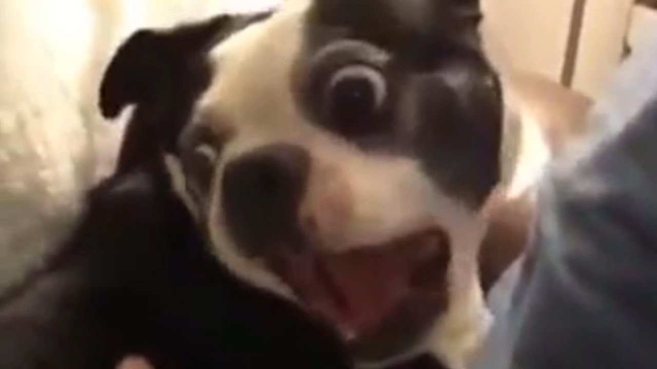 PERFECTLY CUT SCREAMS COMPILATION - Best of r/PerfectlyCutScreams