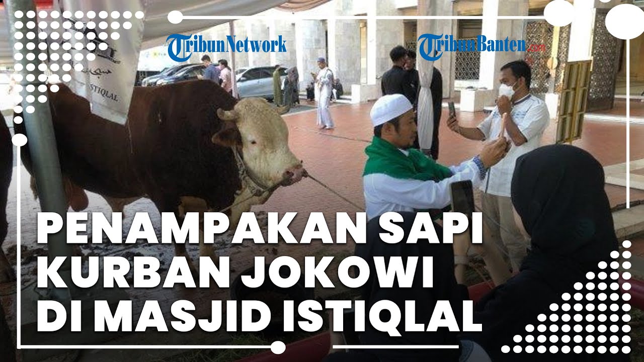 Penampakan 1 ton sapi oleh Presiden Jokowi dan Wakil Presiden Ma’ruf Amin di Masjid Istiqlal