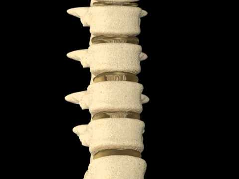 Collo e indietro tra le scapole Perché mal Operazione video on congiunta