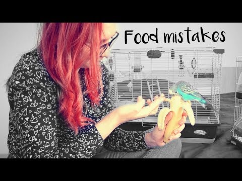 YouTube video about: Should I take my birds food out at night?