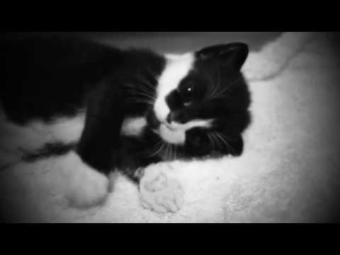 My Cat Dietrich and her kittens video for Madonna's VOGUE