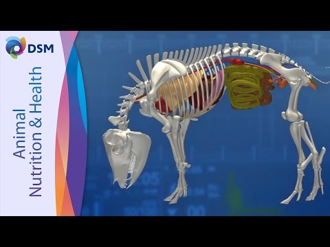 Pig performance enhancer - dsm hy d (25 kg pp bag)