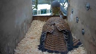 Kestrel male bringing food to female
