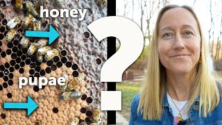 BEEKEEPING 101 - EASY Way to Identify What's Inside a Beehive