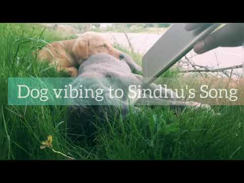 Dog vibing 😎 to Sidhu Moosewala's Song Dhakka ||Dog vibing to Punjabi||Cute puppy whatsapp status