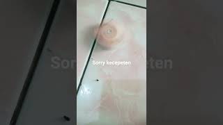 Download lagu pemadam gangsing mp3