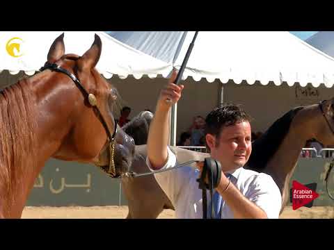 Menton 2017 - Yearling Colts Championship