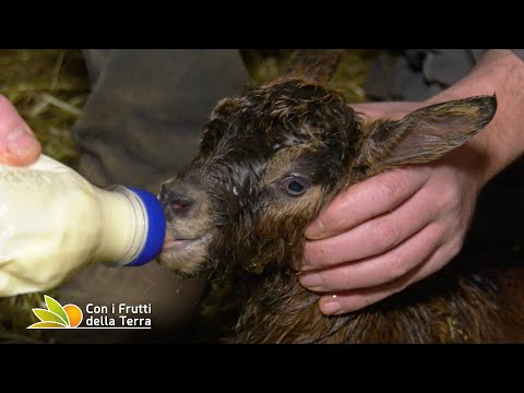 Sull'appennino bolognese in visita a un allevamento di capre camosciate delle Alpi