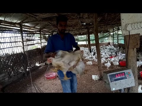 download lagu mp3 mp4 Buy Chicken Wholesale Online, download lagu Buy Chicken Wholesale Online gratis, unduh video klip Buy Chicken Wholesale Online