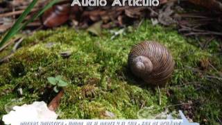 Union de El Norte y El Sur (Era de Acuario 2012)