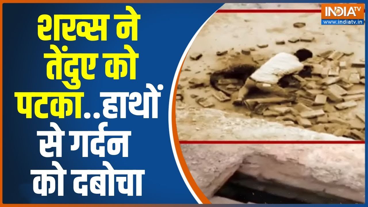 Men Fight's With Tendua In Lakhimpur: लखीमपुर का ईंट-भट्ठा..तेंदुए और इंसान म?