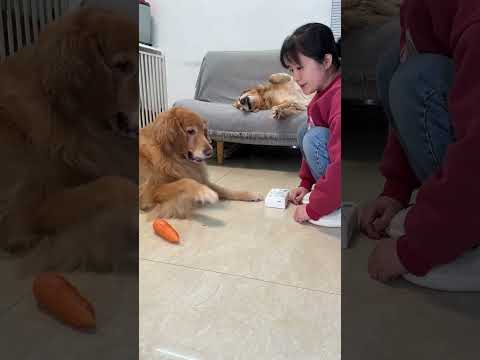 Duoduo: This is practically a freebie! #CutePets #GoldenRetriever #CarrotTissues #PetsAreComingToBe