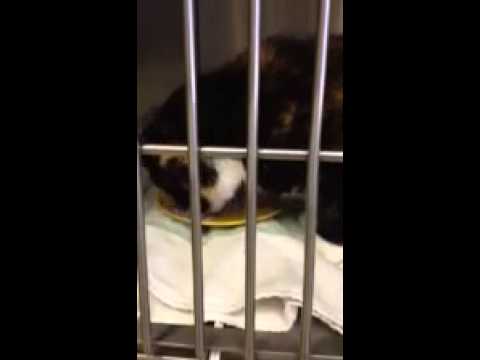 Cat eating after dental extraction