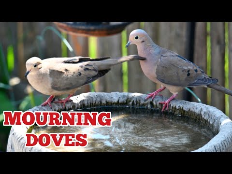 MOURNING DOVES ENJOYING MY BACKYARD