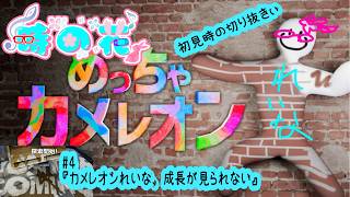 【めっちゃカメレオン】メンツは夜アソ日和なカメレオン　#4【かくれんぼ】
