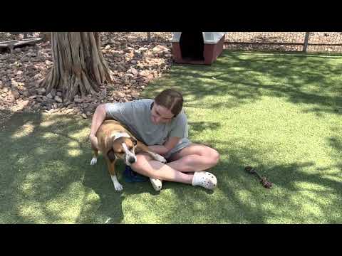 Laurel, an adopted Beagle & Labrador Retriever Mix in San Antonio, TX_image-1