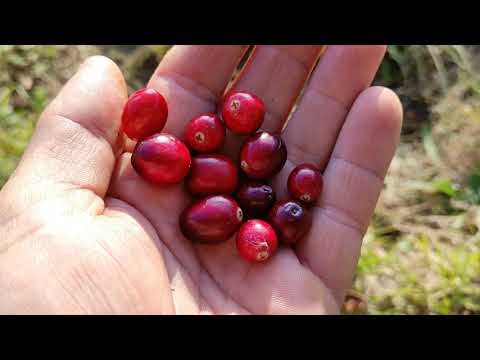 Cranberries (Vaccinium macrocarpon) and why they are so popular