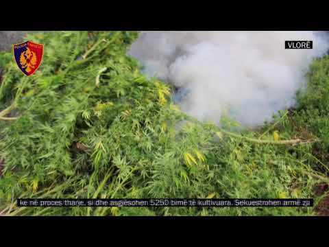 Përgjimet, si komunikonte trafikanti me policin - Top Channel Albania - News - Lajme