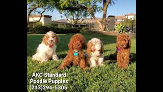 Video preview image #1 Poodle (Standard) Puppy For Sale in BREA, CA, USA