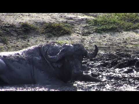 Djuma: Lone buffalo bull - 05/03/18