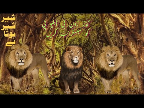 Face to Face with Giant Tigers - Tiger Kingdom