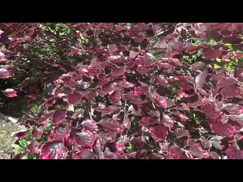 JARDIN DU GRAND CHARME 2024