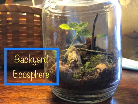 I put a jar in my backyard for 3 days (EcoSphere)
