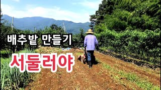 배추밭 만들기 서둘러야 합니다