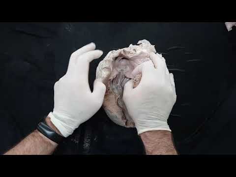 Coração - Anatomia Veterinária